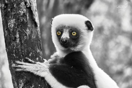 Sifaca de Coquerel (Propithecus coquereli)